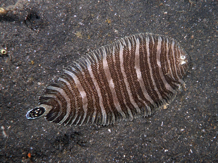 Zebrias fasciatus